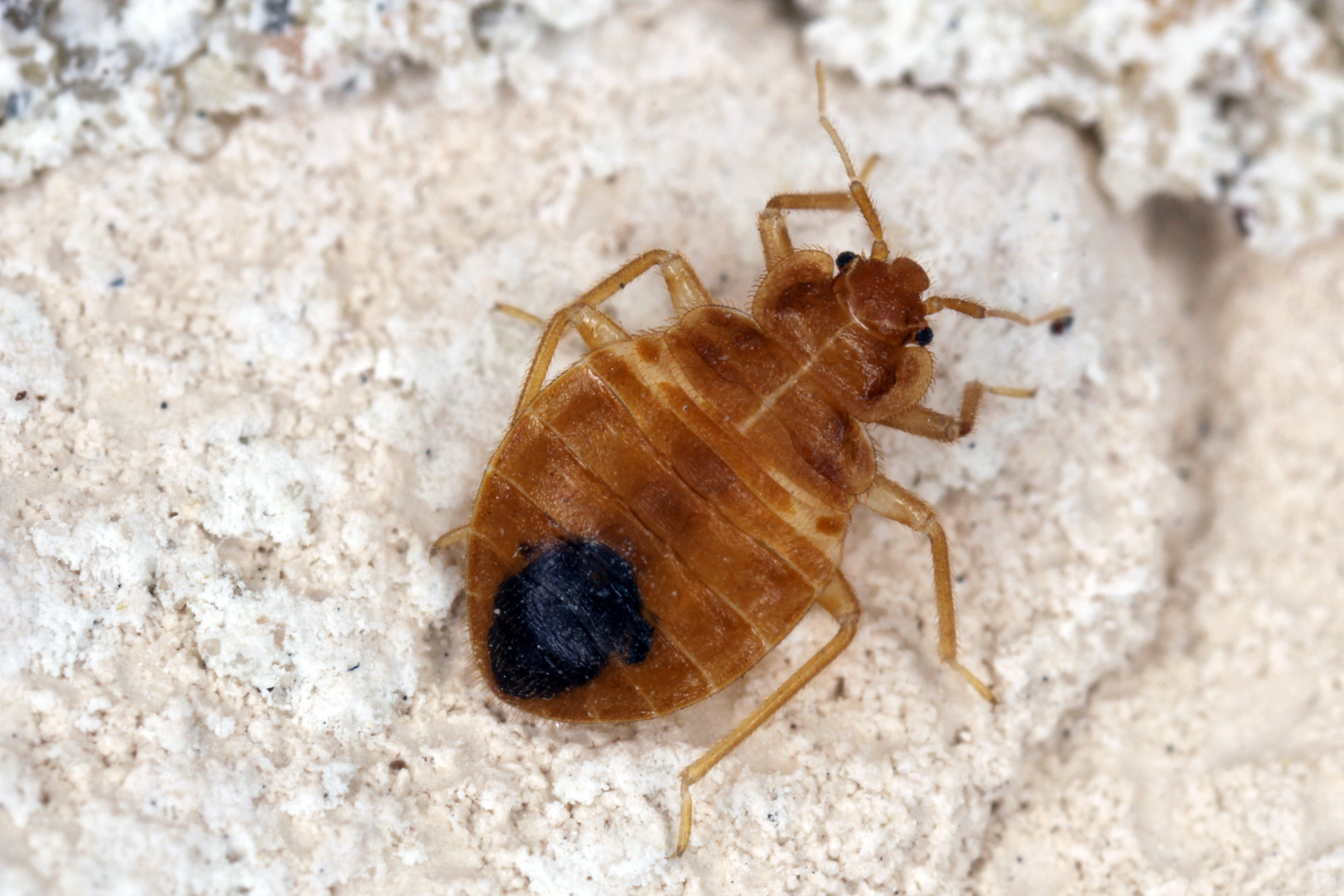 How Much Does it Cost to Get Rid of Bed Bugs in Your Home? Areas of