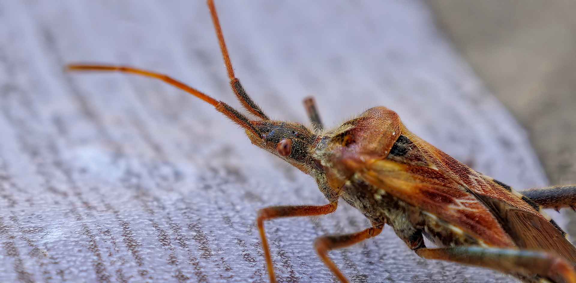 bed bug types